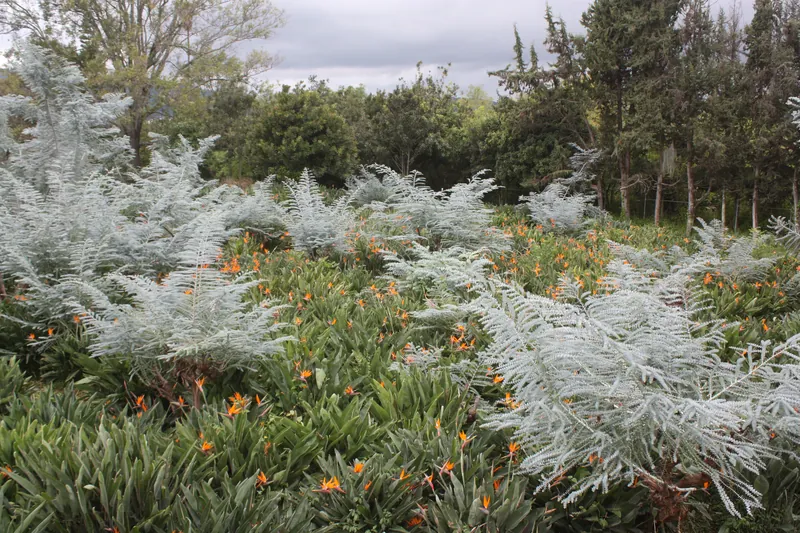 Cultivo de aves del paraíso con follaje plateado de eucalipto