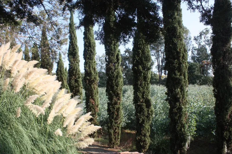 Hilera de cipreses altos junto a un cultivo de follaje, con pastos plumosos en primer plano