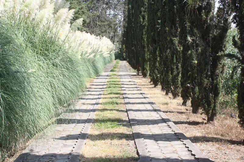 Camino de adoquín entre cipreses y pastos plumosos